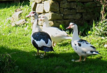 Ducks